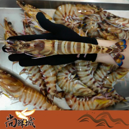 【尚鮮城】嚴選野生活凍霸王級大斑節蝦(明蝦)(7-8隻)