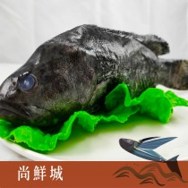 【尚鮮城】嚴選海水龍虎特大石斑魚(三去)(750g)