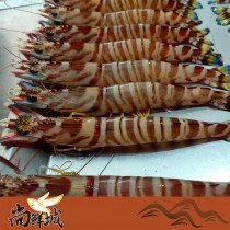 【尚鮮城】嚴選野生活凍斑節蝦(明蝦)(11-12隻)