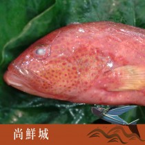 野生燕紅鰷魚