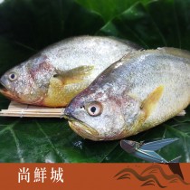 富貴大黃魚(550g)