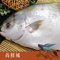 【尚鮮城】嚴選澎湖大黃金鯧魚(600g)