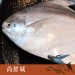 【尚鮮城】頂級藍帶正白鯧魚(460-490g)